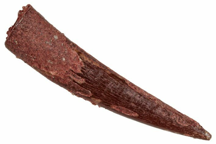 Fossil Pterosaur (Siroccopteryx) Tooth - Morocco #268956